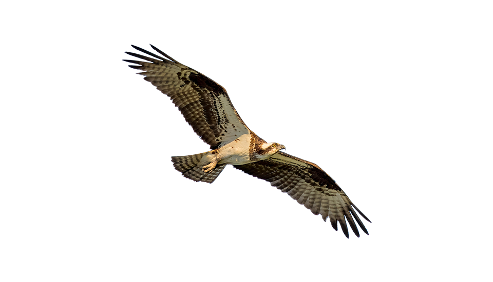 Plot Your Course With Sound Guidance