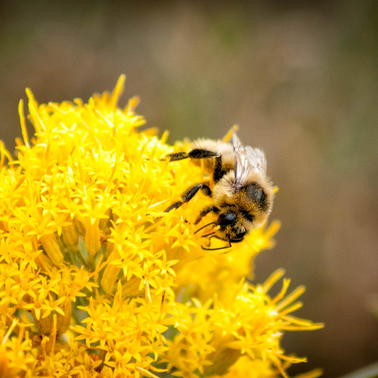Bee on a flower