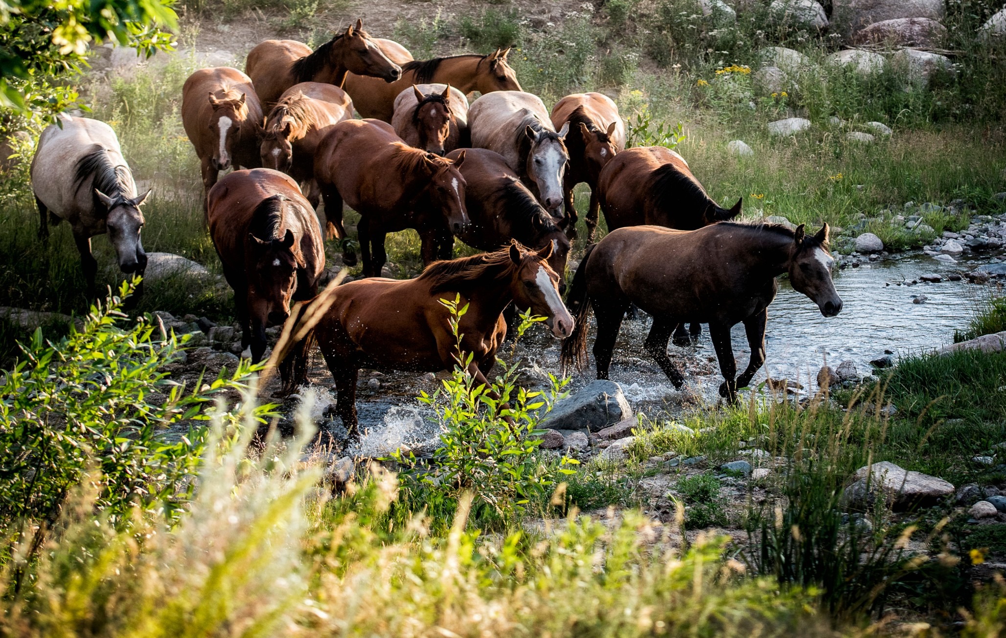 Photo of a herd of horses