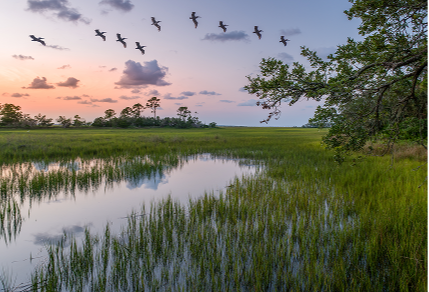 Birds Flying Over Marsh