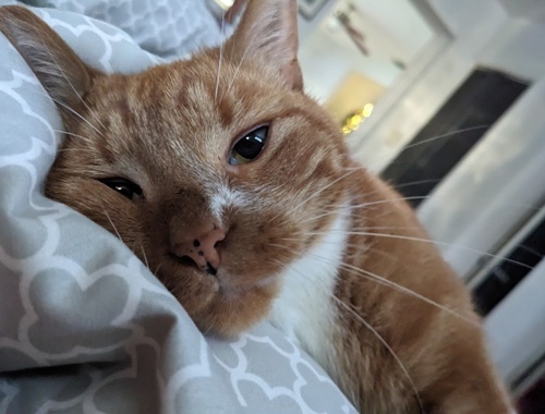 Flea, John's Cat