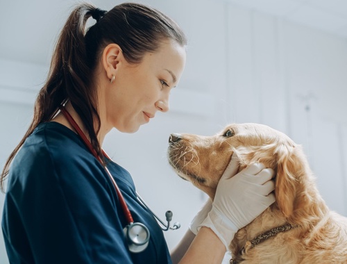 Veterinarians