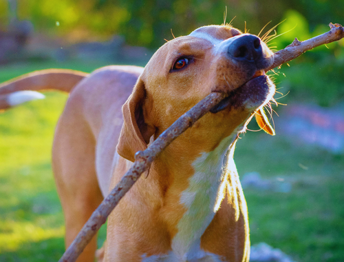 Planning for Your Pet’s Future in Your Estate Plan