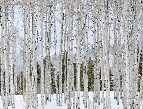 Systematic Investments