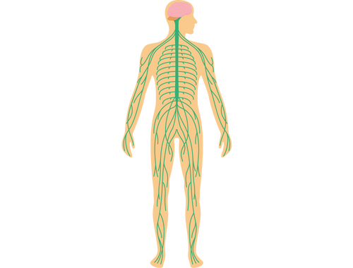 Nervous System