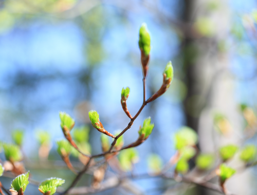 Growth Season