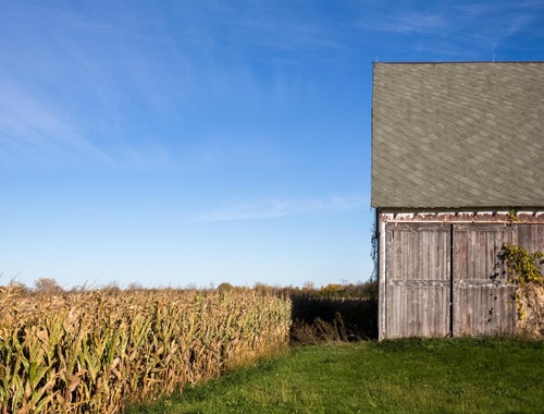Old barn in a corn field
