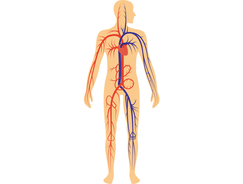 Circulatory System
