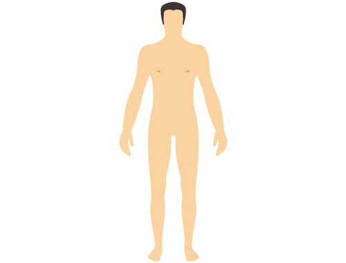 Integumentary System