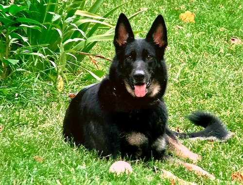 Sirius Cade (in memoriam)