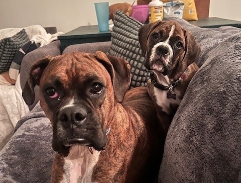 Charlie & Lucy, Jake's Dogs