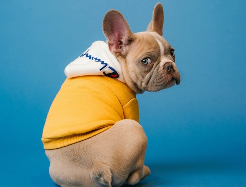 Is Your Pet Part of Your Estate Plan?