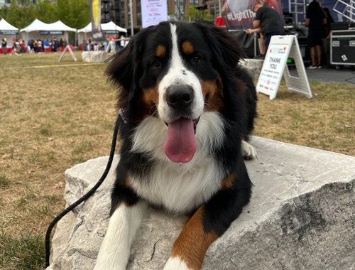 Patrick Chairs' 2025 Light the Night Page