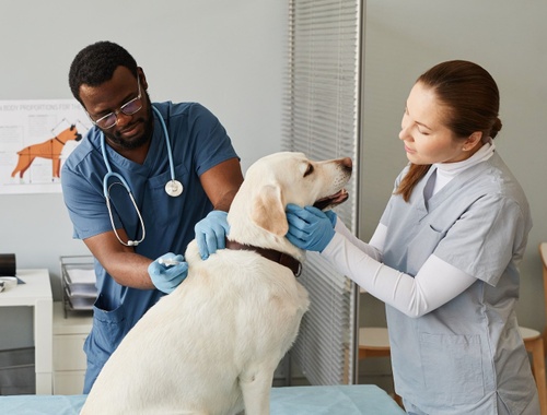 Veterinary Professionals: