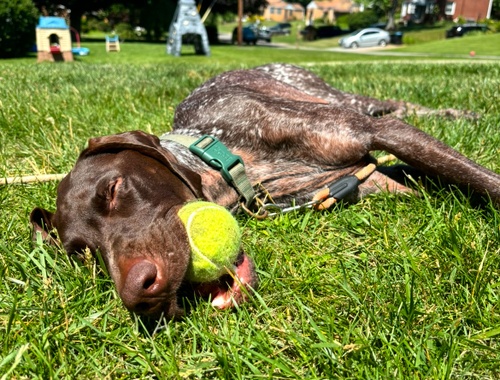 TJ - Chief Fetch Officer