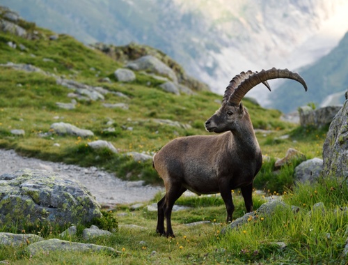 The Ibex's Ascent