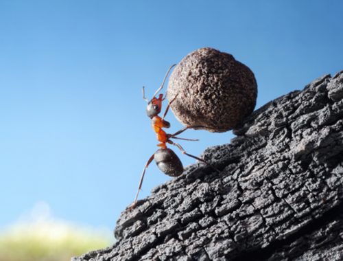 Observe the ant