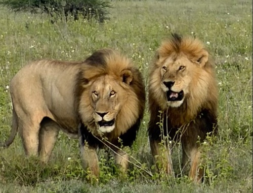 Our Financial Services Include: