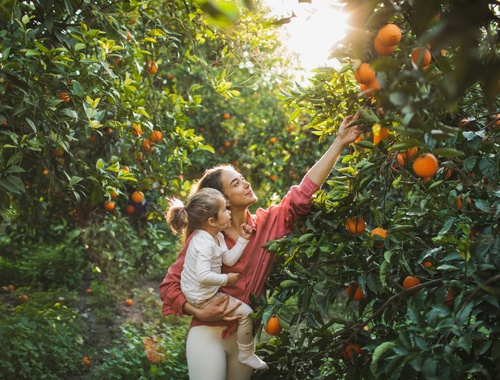 Estate Planning