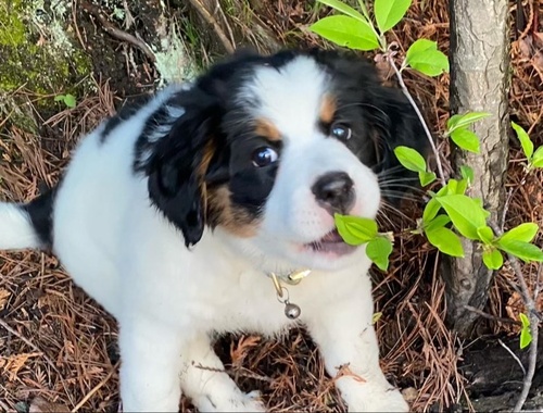 Skye