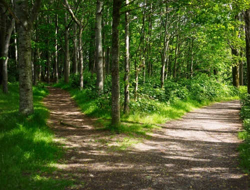 The Road Not Taken (by Robert Frost)