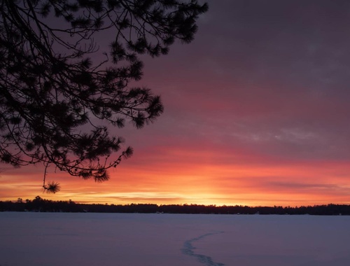 Photo of tree branches and leaves with a sunset in the background