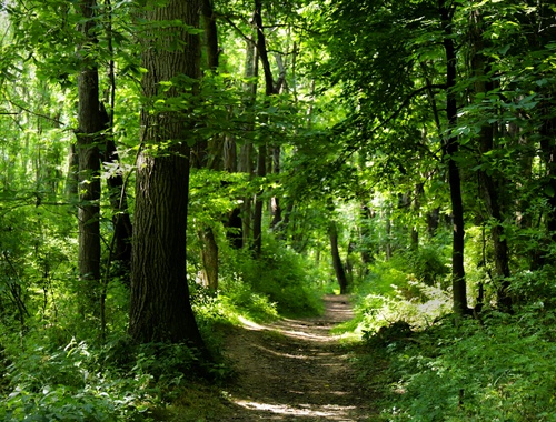 Friends of council grounds state park