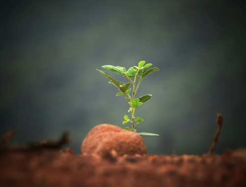 Individual Growth strategy