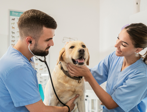 “The best doctor in the world is a veterinarian. He can't ask his patients what is the matter -- he's got to just know.”<br/>                                                              - Will Rogers