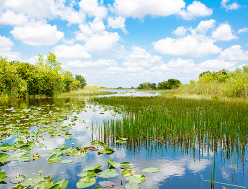Marsh on a sunny day