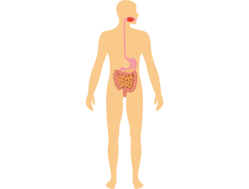Digestive System