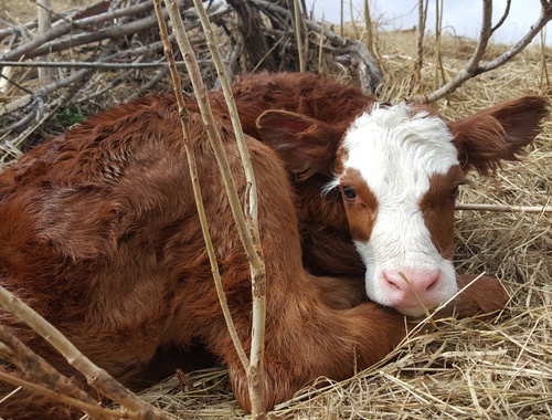 Why Agricultural Families Choose Us