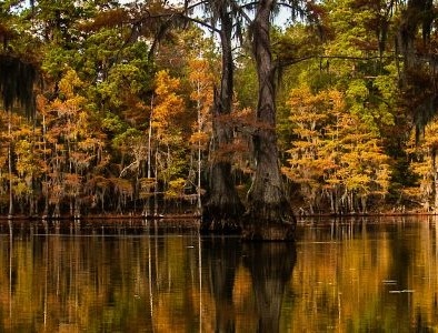 Caddo Lake State Park