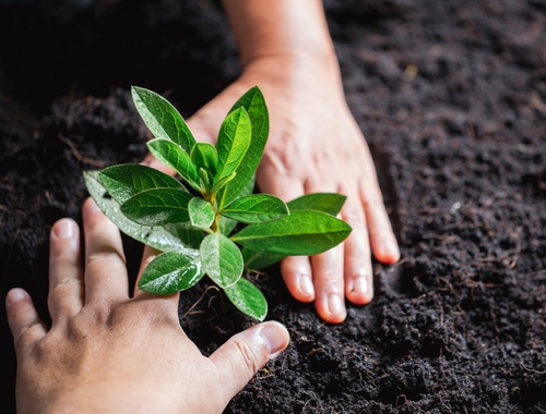 Non-profits and endowments