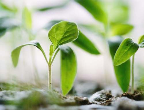 A Commitment to Growth