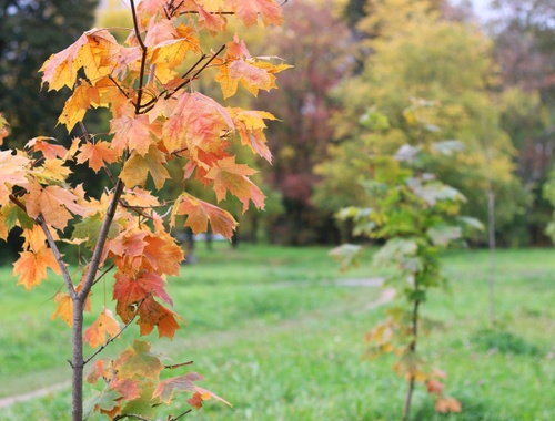 Outdoor - Autumn leaves on trees