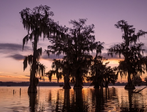 Bald Cypress