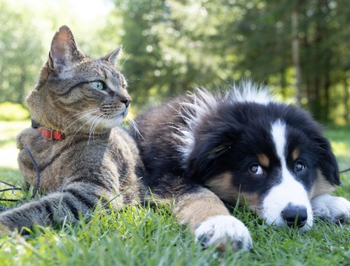 Pet