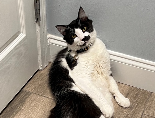 Bucky, Cassidy's Cat