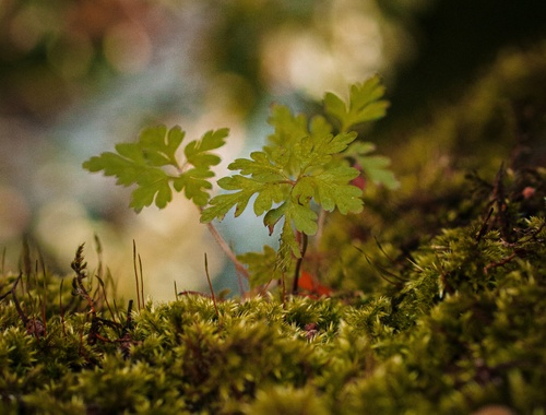 Our Wealth Management Process