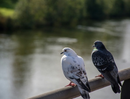 August 2024 Newsletter | Retirement Confidence Survey Released