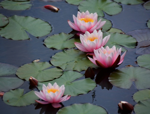 Lotus Flower