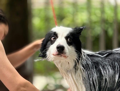 Pet Business