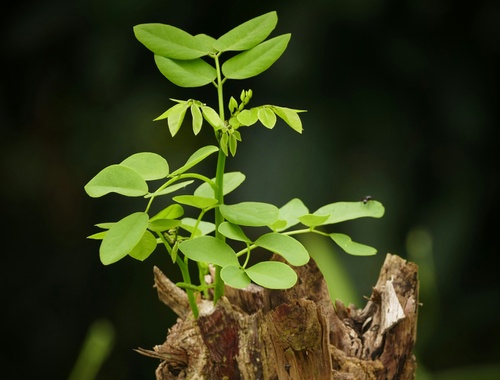 Long Term Growth