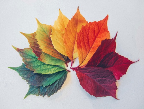 Seasons of Success