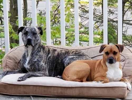 Sir Charles (Charlie) & Princess Girly