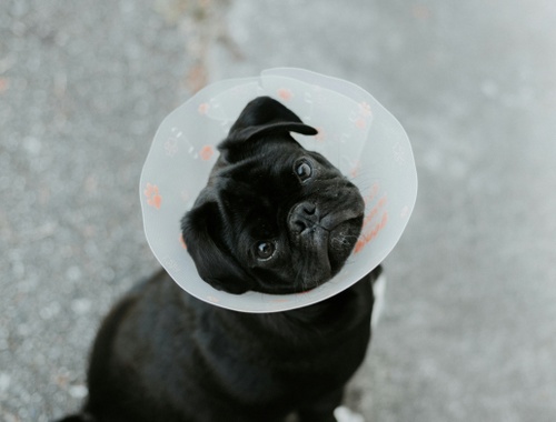 Veterinarians