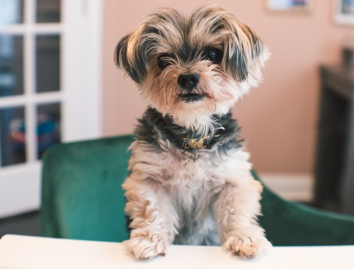 Bella - senior Office Manager