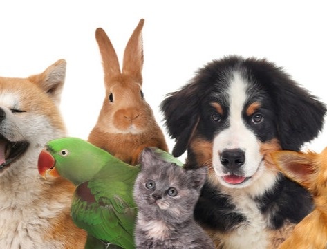 We Want To Feature Your Pet!