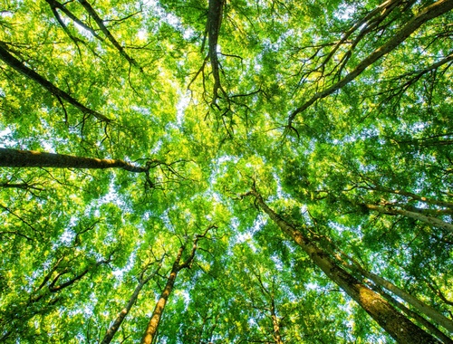 Why<br/>Greener Path